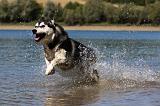SIBERIAN HUSKY 667